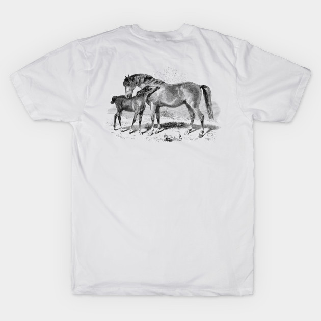 A Foal with Mare, Horses Vintage Black & White  Illustration by Biophilia